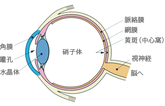 目の構造と動き